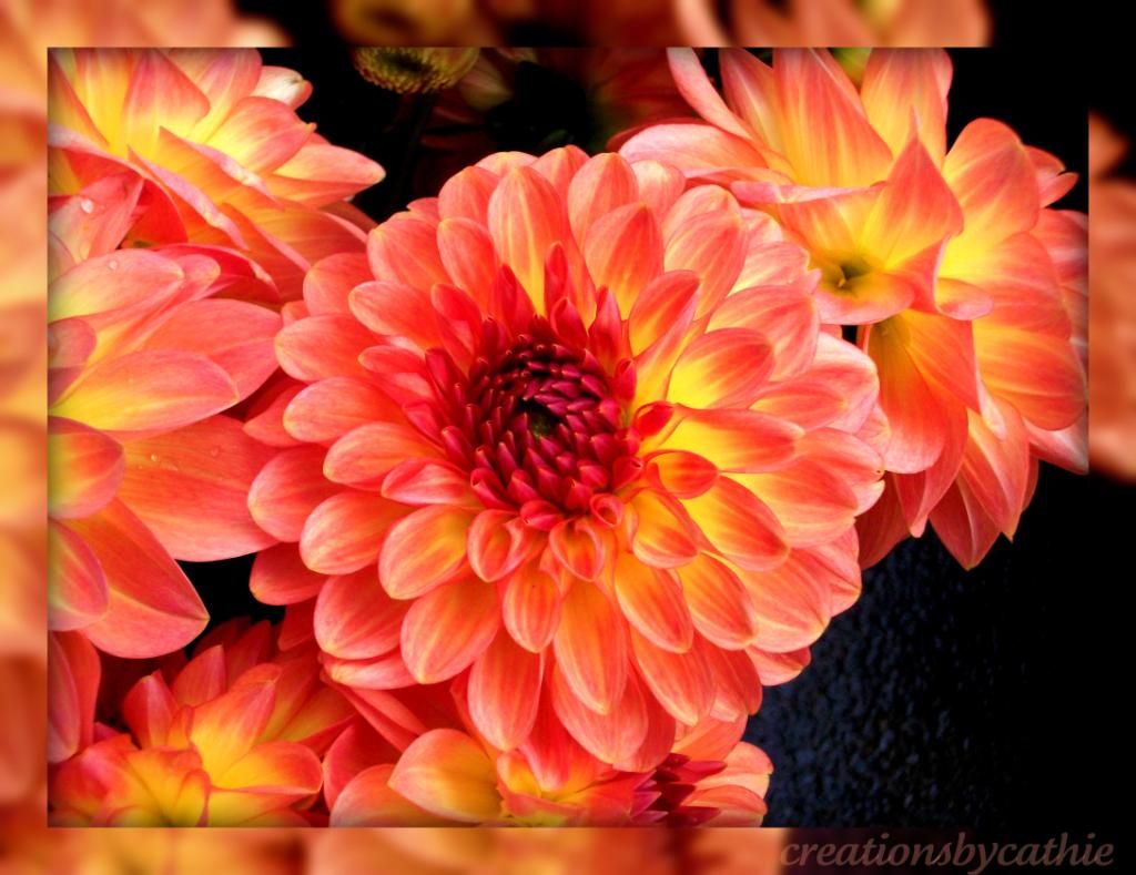 Most Beautiful Flowers Names Wallpapers Gallery